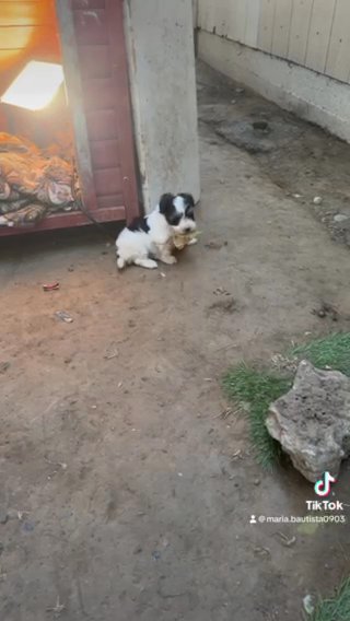 Maltippo