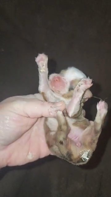 Female Aussie