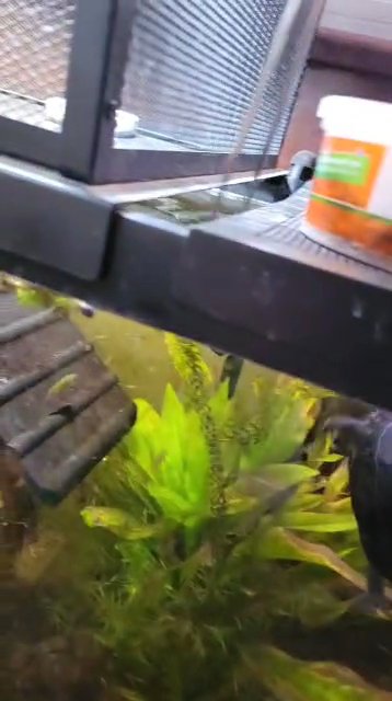 redcheek mud turtle