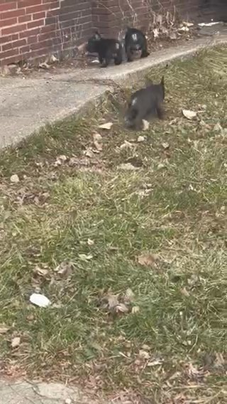 Merle French Bulldogs