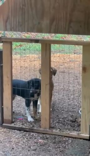 Aussie, Redboned Hound, Lab Mix
