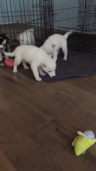 Bundle Of Joys Looking For Furever Homes