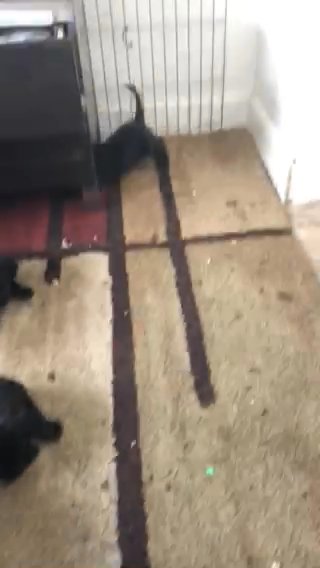 Great Dane Cane Corso Puppies For Sale