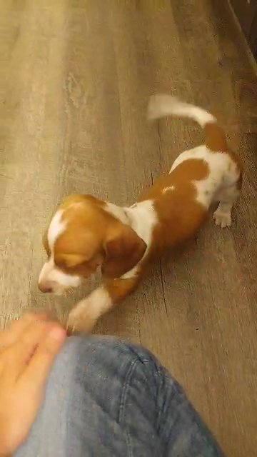Brown and white piebald dachshund ( weenie dog)