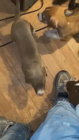 Blue Nose Pit Puppies For Sale