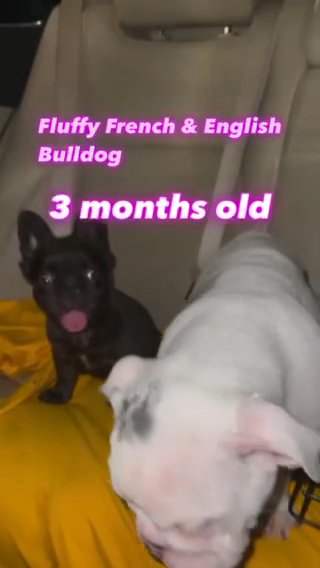 Female Merle English Bulldog
