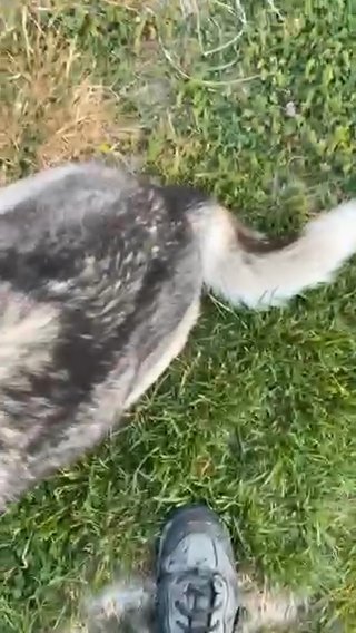 One Year-Old Female Siberian Husky