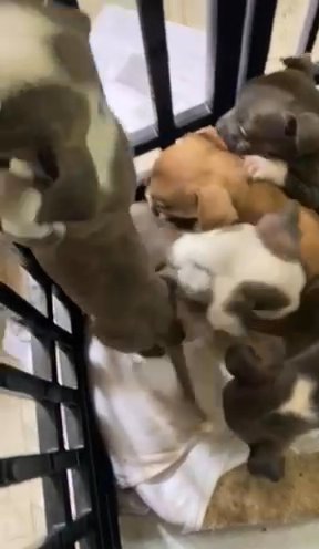 11 week old pitbull puppies looking for new home