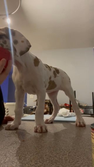 AKC Phantasma ? in Wallingford, Connecticut