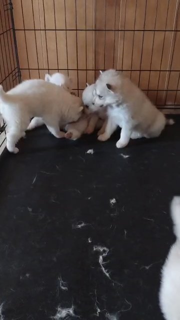 purebred Siberian husky puppies