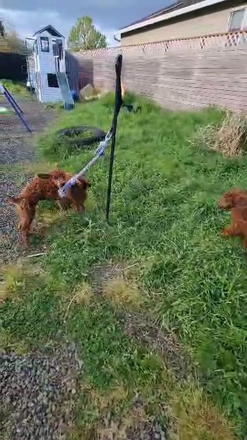 All puppie found homes Standard Poodle