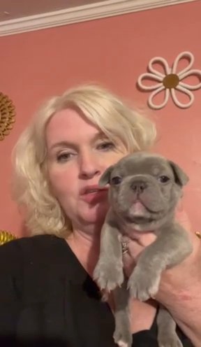 CKC Lilac Fawn Male French Bulldog
