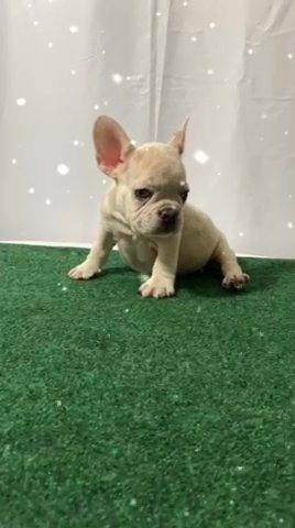 Merle Frenchie
