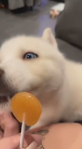 I Have A Sweet Tooth