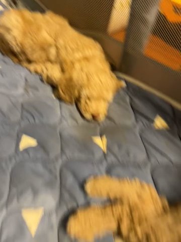 Goldendoodle Puppies