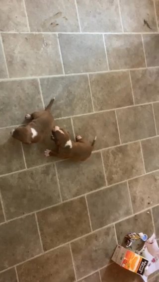 american pitbull and cane corso mix puppies