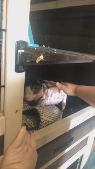 Guinea Pigs