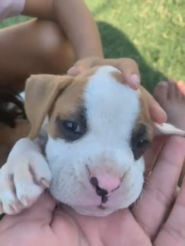 Purebred Boxer