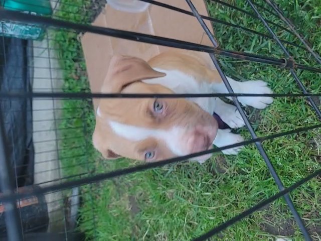 staffy pup