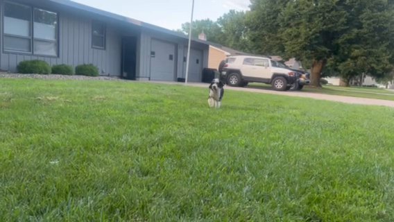 Charles running in front yard