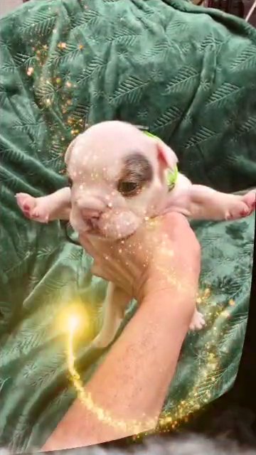 AKC English Bulldog, Male, 4 weeks