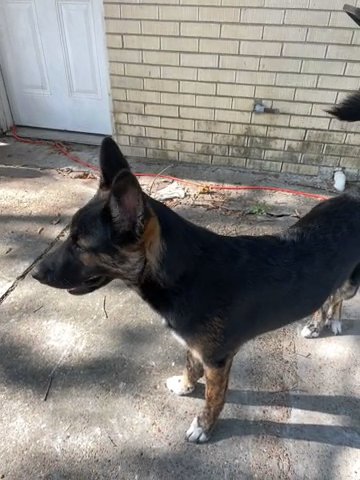 5 Month Female German Shepherd