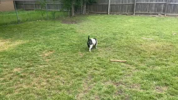 Female Pocket Bully