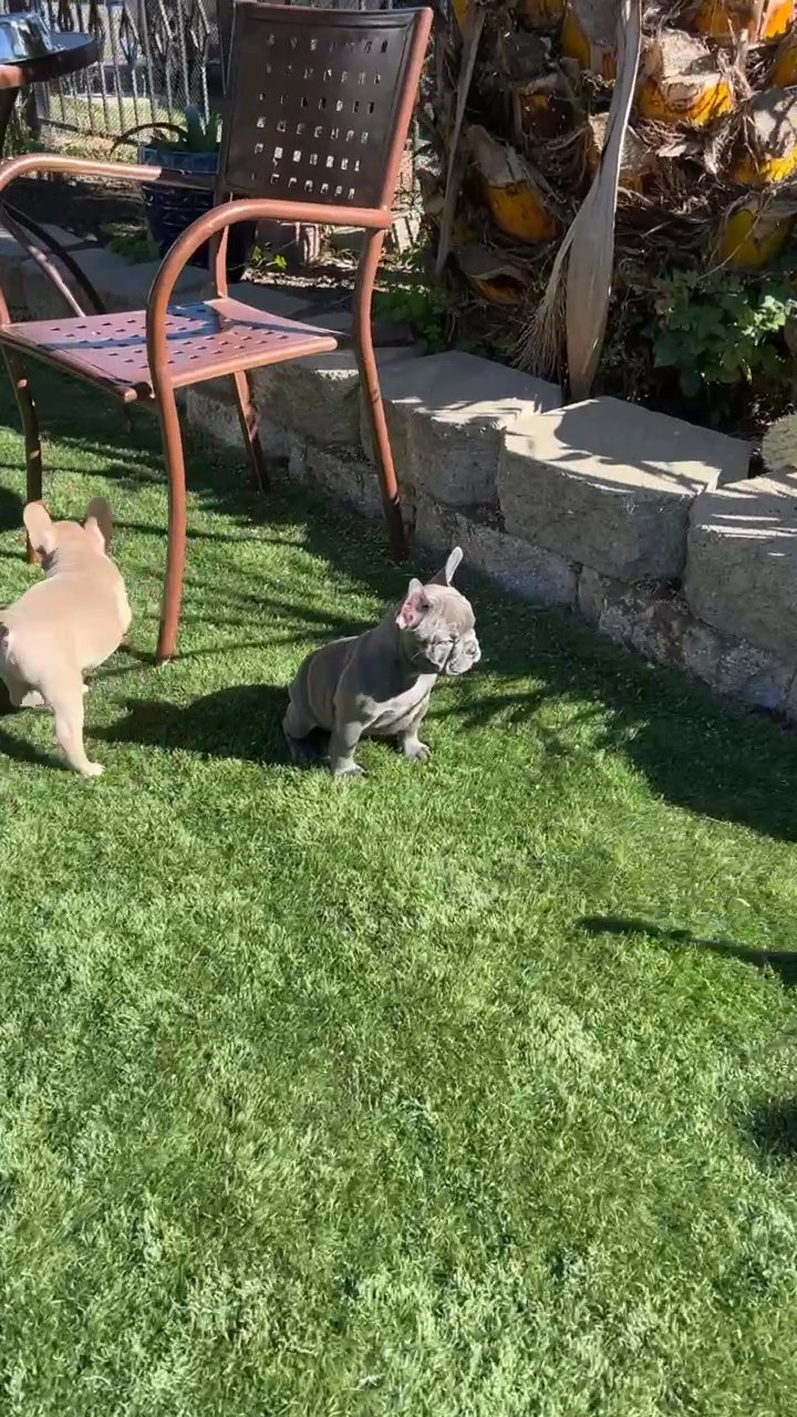 French bulldog - blue pied male
