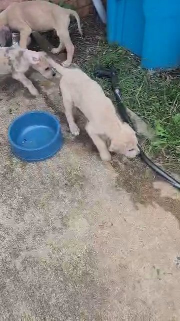 Great Dane