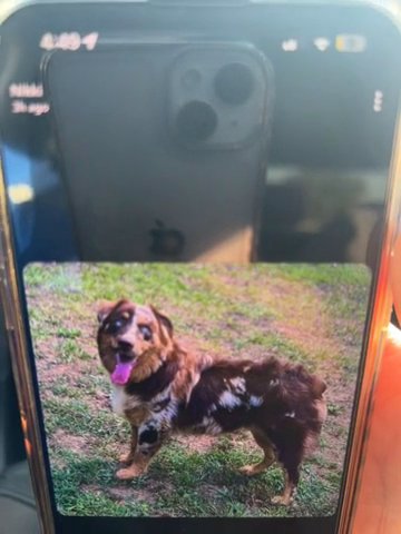 Pure Bred Australian Shepherds