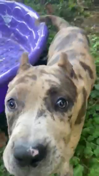 16 Week Xl Bully Choclate Brindle