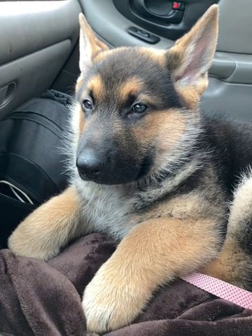 8 Week Old Pure Bred German Shep. Male Pup