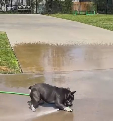 French Bulldog