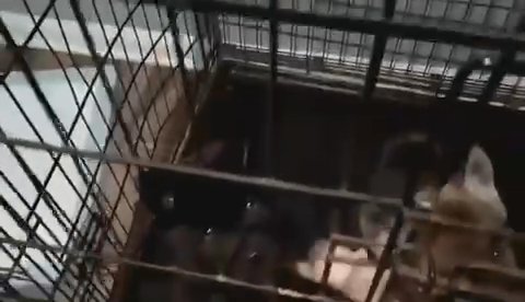 Huskita Puppies