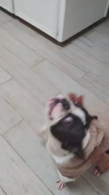 Good temperament Boston terrier STUD