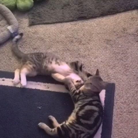 Lolo & Oakley