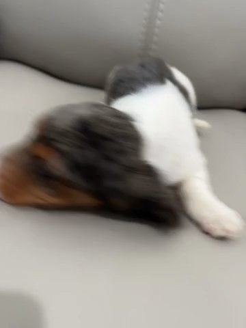 JJ, Black And Tan Dapple Piebald Long Hair