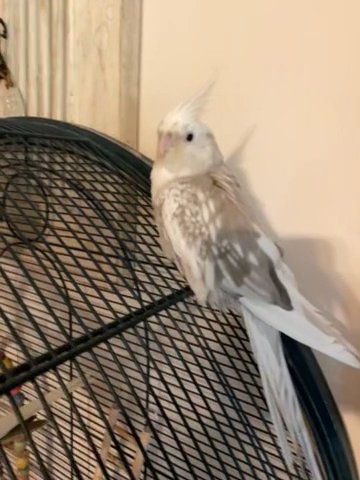3 cockatiels and large cage