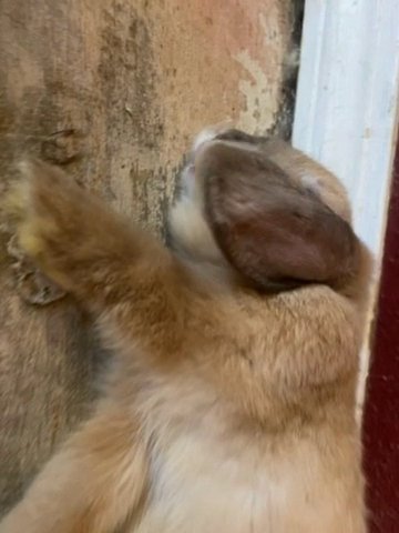 Brown and black Holland Lop bunny