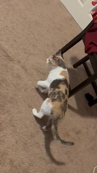 Selling A Declawed Cat For $360