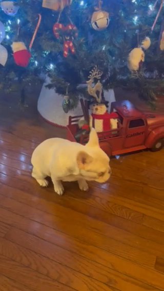 Puppies French Bulldogs in Baltimore, Maryland
