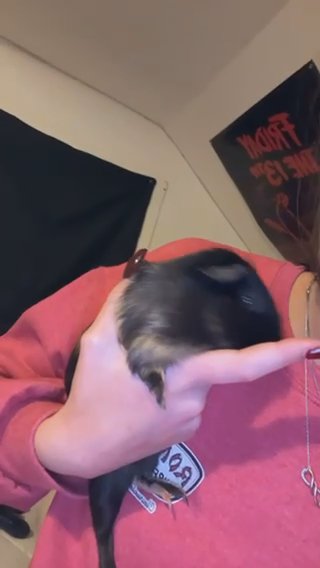female ginuea pig