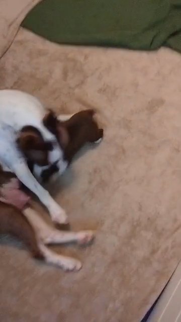 Boston Terrier Puppy