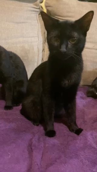 2 black cats