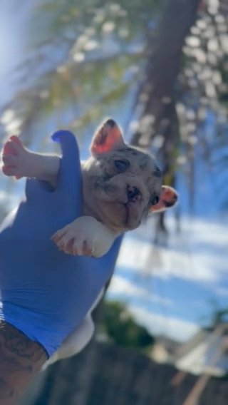 Pied Merle French Bulldog