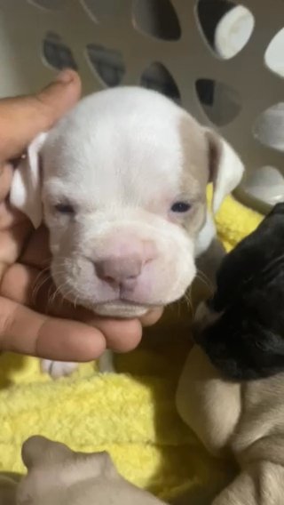 5 Weeks Old Pocket Bullies
