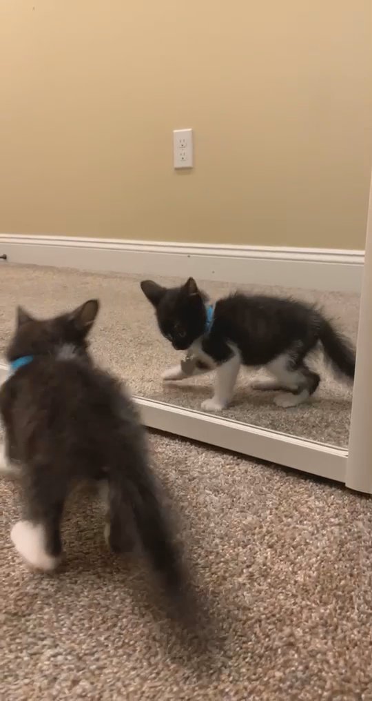 CUTE KITTEN