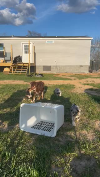 ASDR Mini Aussie
