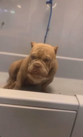Bjizzle The Bully