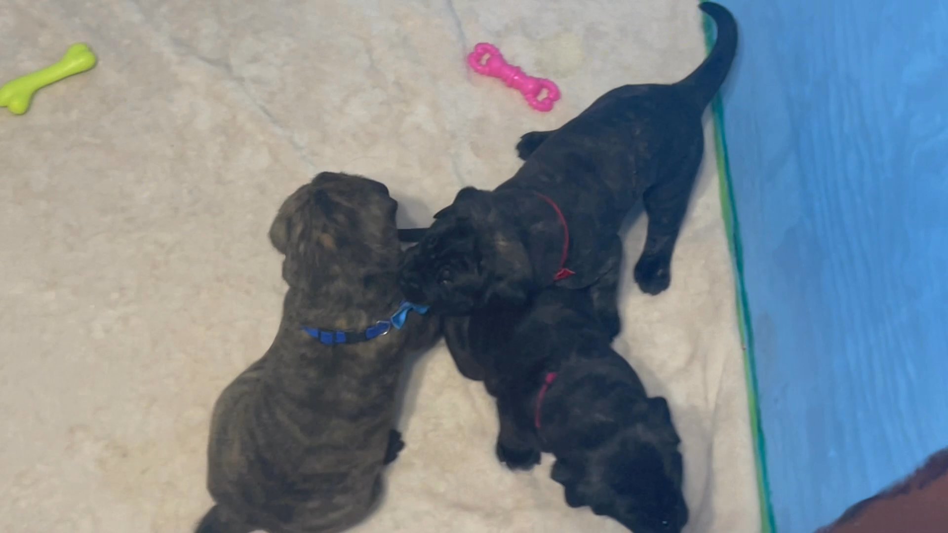 Male Mastiff puppy Ready